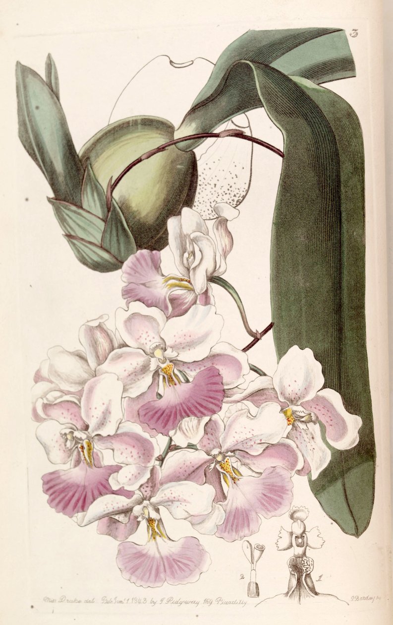 Cuitlauzina pendula (jako syn. Odontoglossum citrosmum) autorstwa Miss Drake
