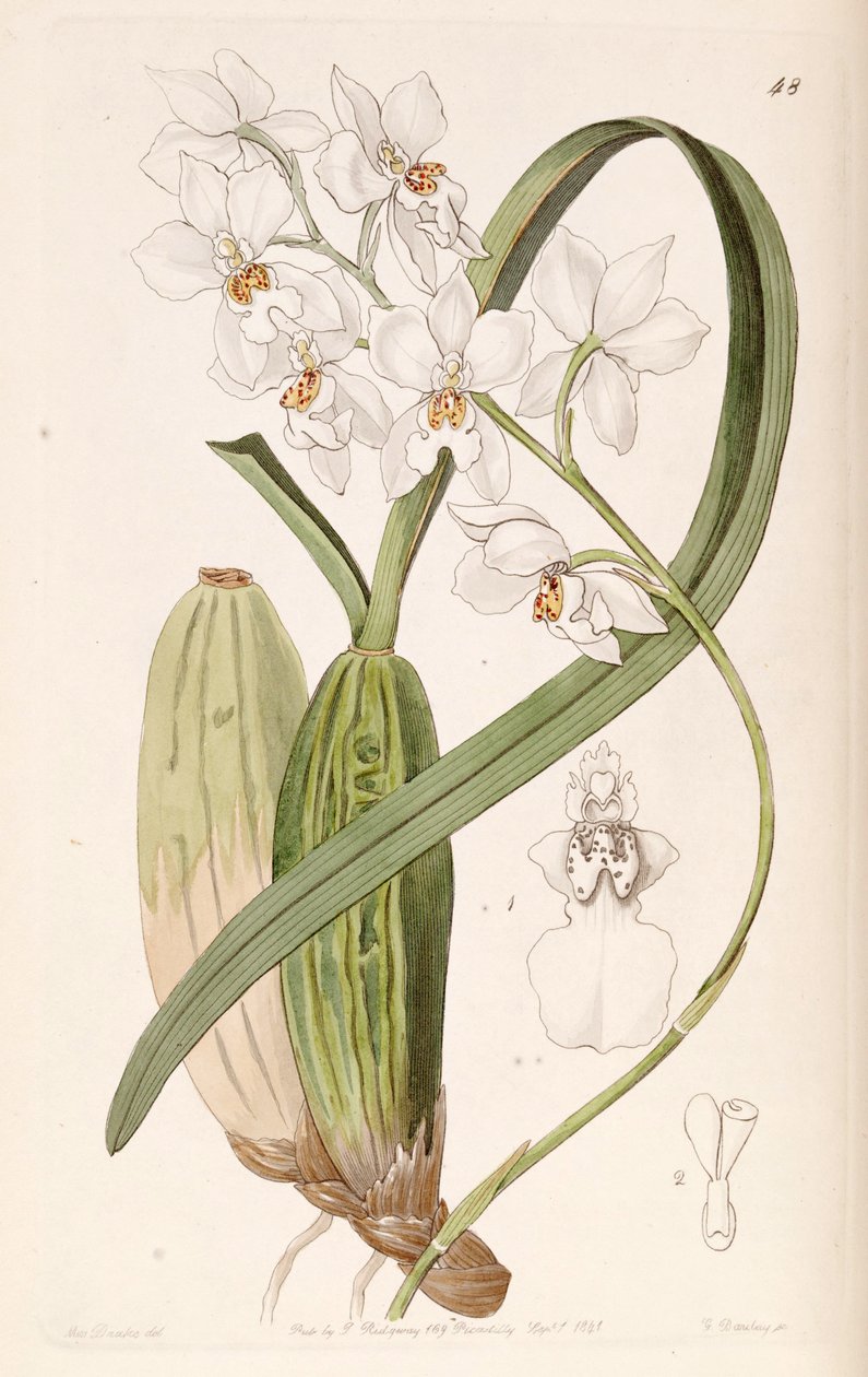Cuitlauzina pulchella lub Odontoglossum pulchellum lub Osmoglossum pulchellum autorstwa Miss Drake