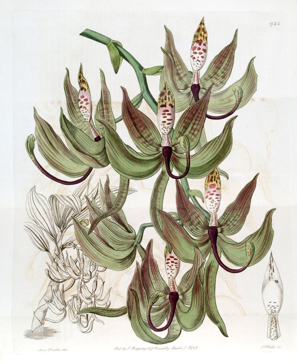 Cycnoches lodigesii autorstwa Miss Drake