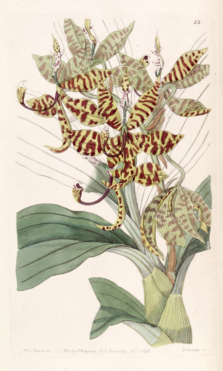 pentadactylon cycnoches autorstwa Miss Drake