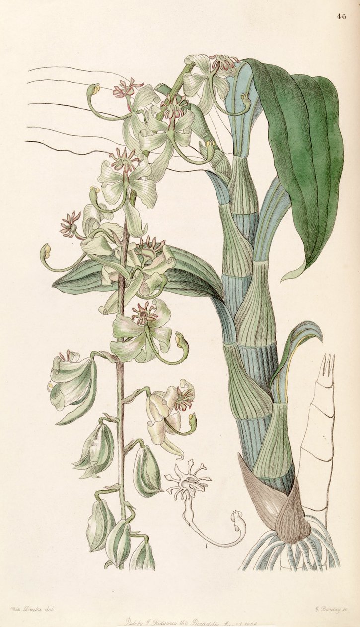 Cycnoches starryi (jako syn. Cycnoches egertonianum var. green) autorstwa Miss Drake