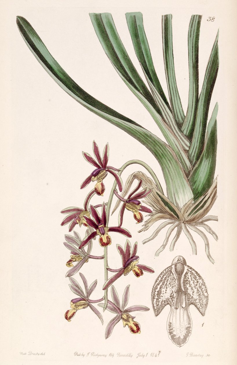 Cymbidium bicolor subsp. pubescens (jako syn. Cymbidium pubescens) autorstwa Miss Drake