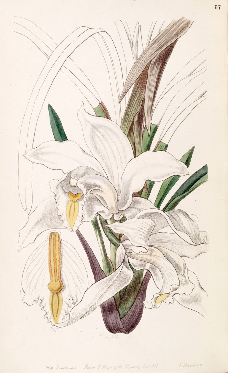 Kość słoniowa Cymbidium autorstwa Miss Drake