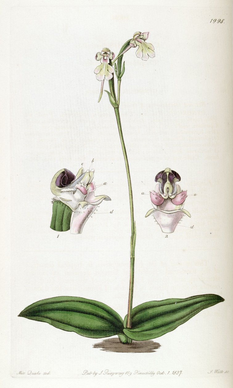 Cynorkis fastigiata (pisane jako Cynorchis fastigiata) autorstwa Miss Drake