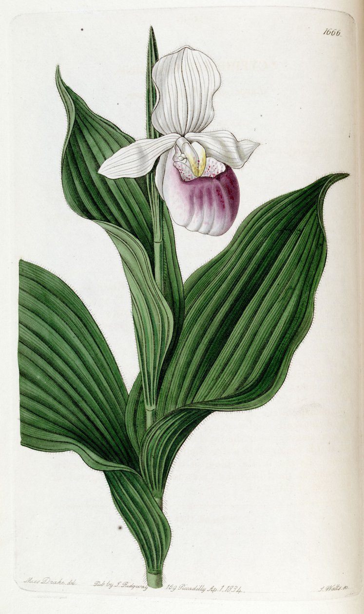 Cypripedium princess (jako syn. Cypripedium spectabile) autorstwa Miss Drake