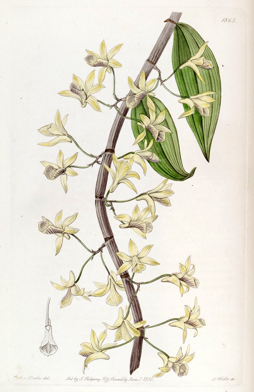 Dendrobium aphyllum (jako syn. Dendrobium macrostachyum) autorstwa Miss Drake