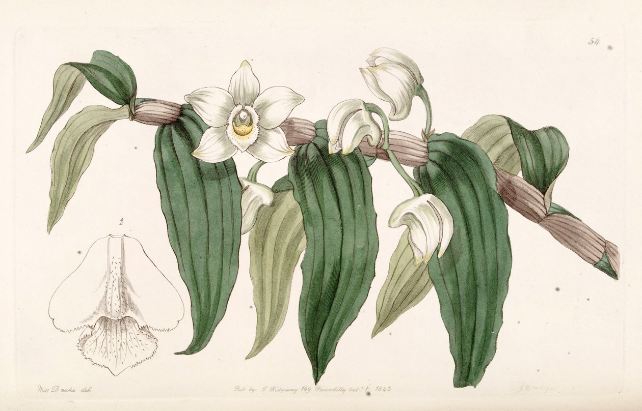 Wodne dendrobium autorstwa Miss Drake