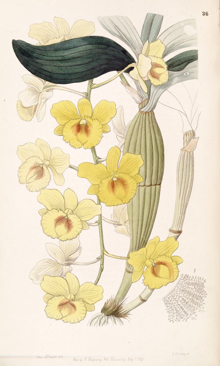 Dendrobium chrysotoxum autorstwa Miss Drake