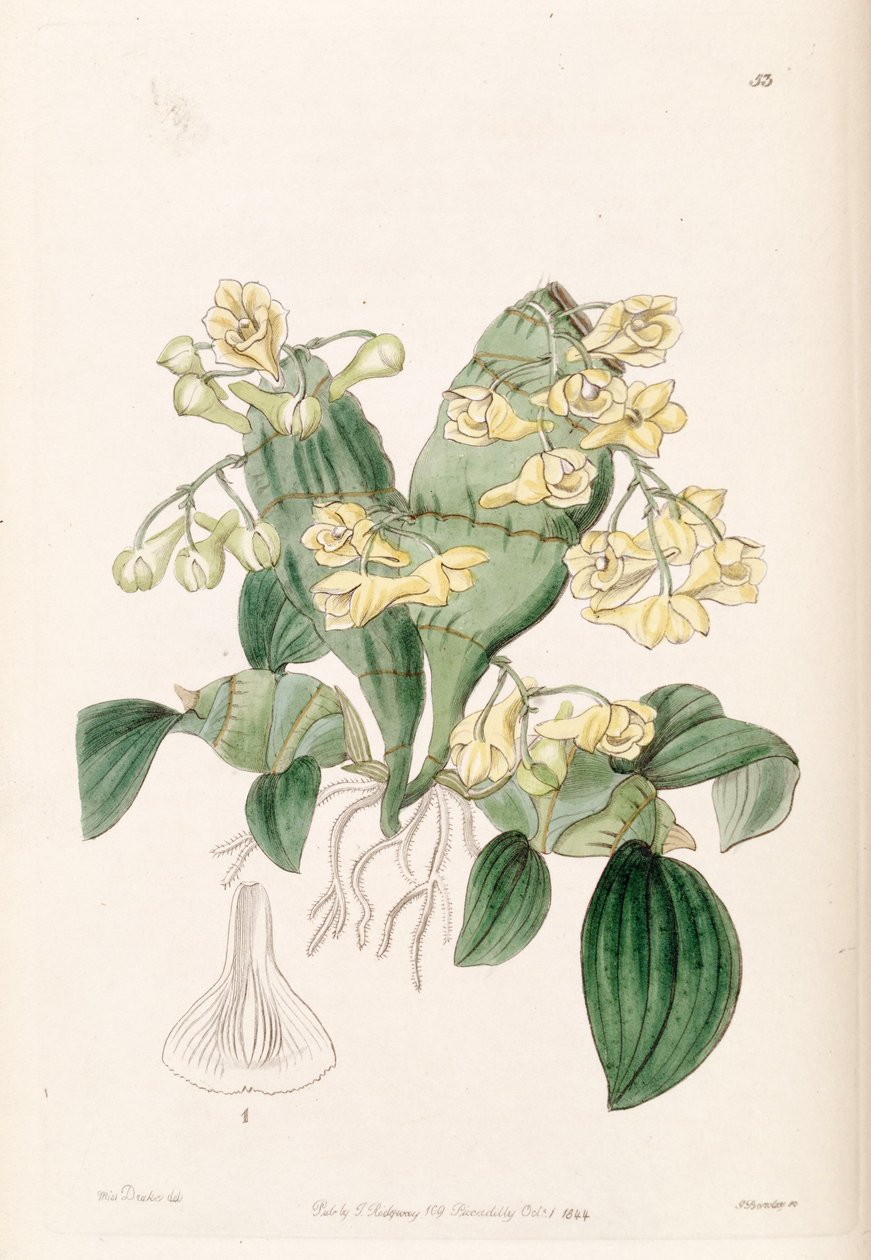 Skompresowany Dendrobium autorstwa Miss Drake