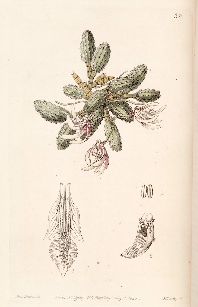 Dendrobium cucumerinum lub Dockrillia cucumerina autorstwa Miss Drake
