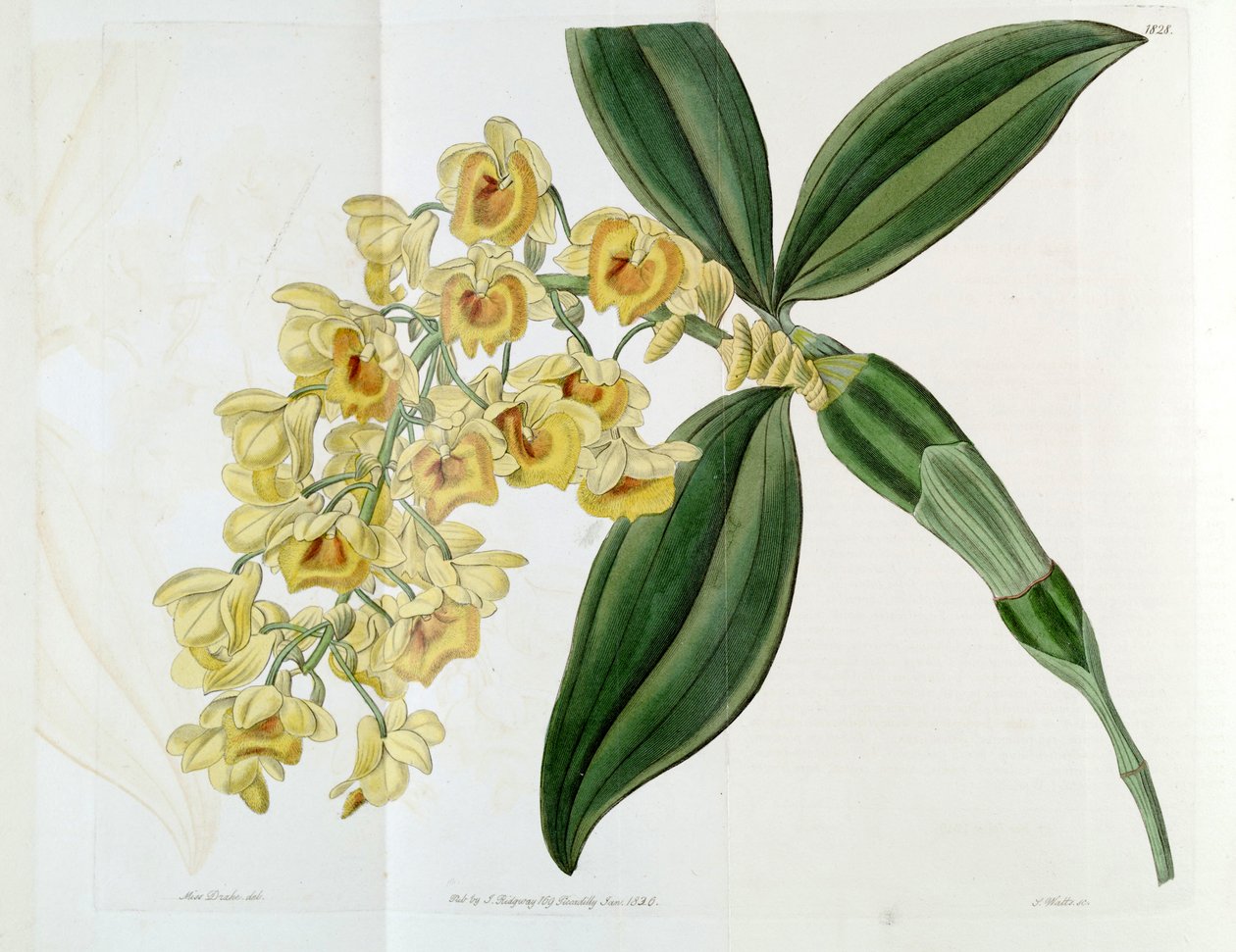 Dendrobium densiflorum autorstwa Miss Drake