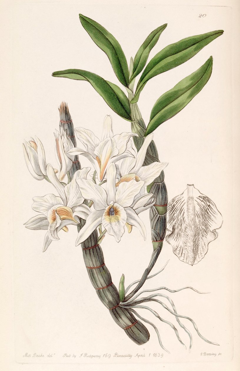 Dendrobium heterocarpum (jako syn. Dendrobium aureum var. pallidum) autorstwa Miss Drake