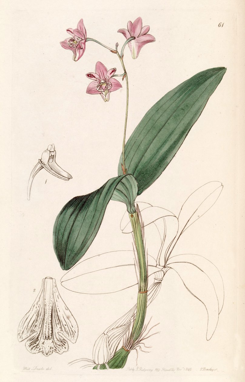 Dendrobium kingianum autorstwa Miss Drake