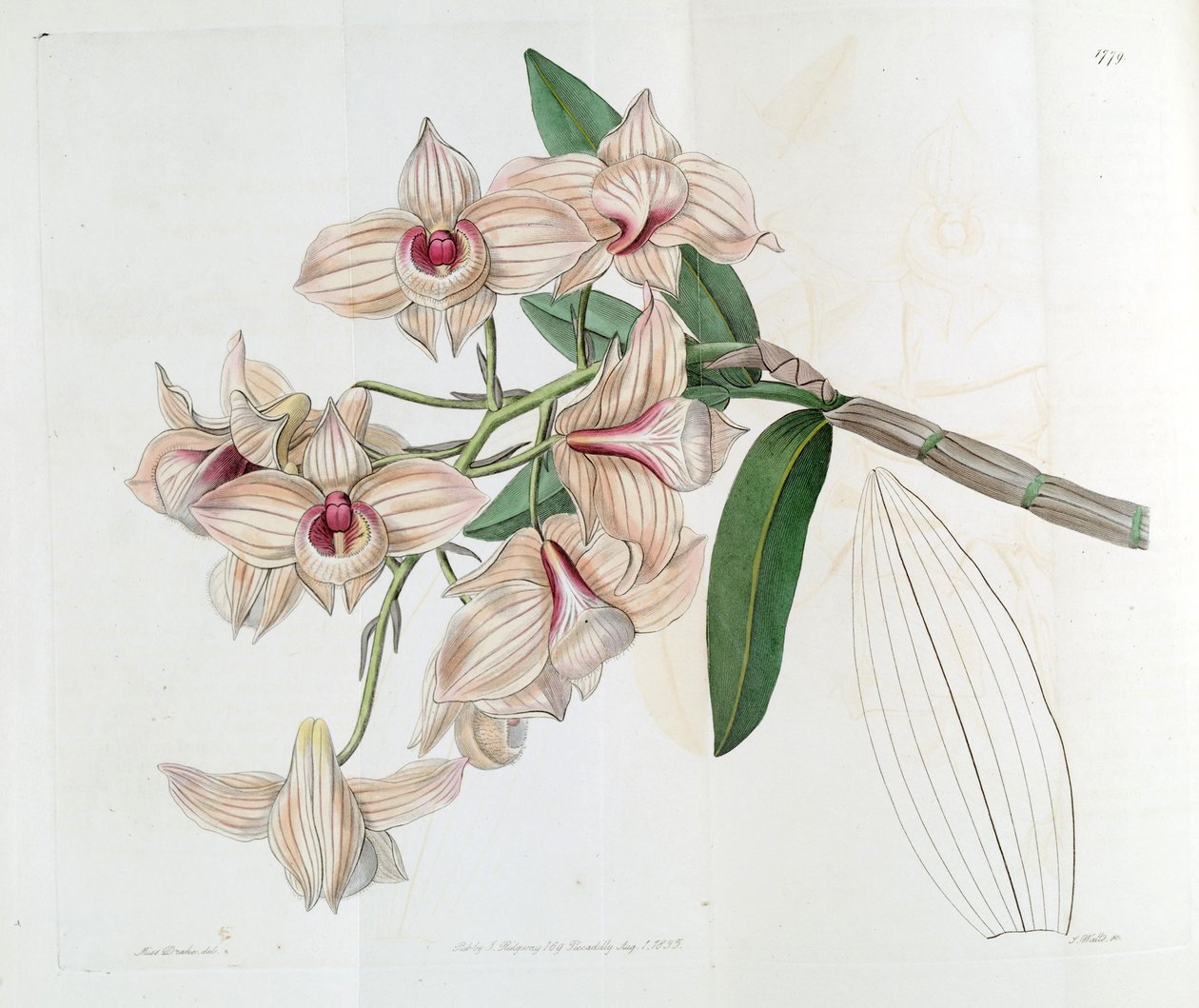 Dendrobium moschatum (jako syn. Dendrobium cupreum) autorstwa Miss Drake