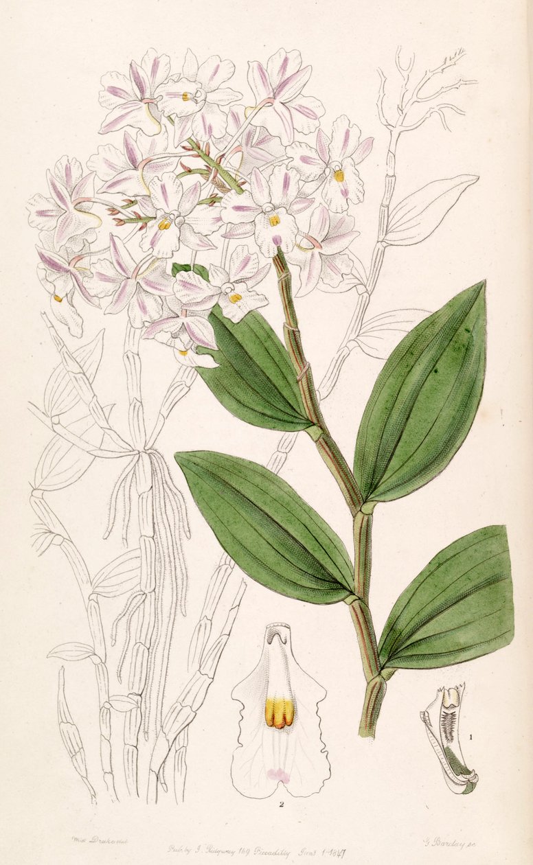 Dendrobium mutabile (jako syn. Dendrobium triadenium) autorstwa Miss Drake