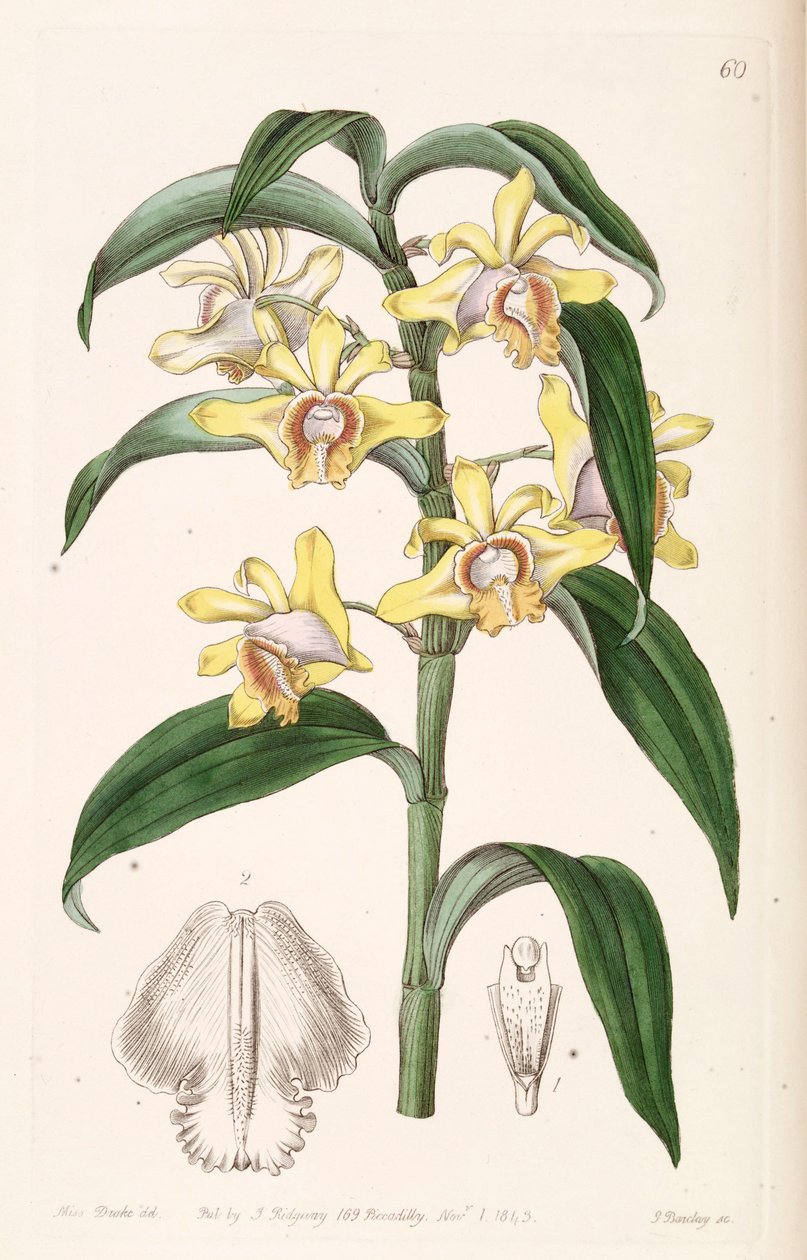 Dendrobium ruckeri autorstwa Miss Drake
