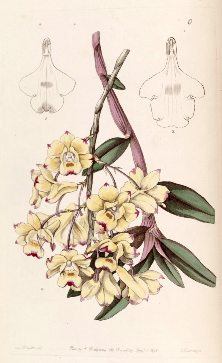 Dendrobium sanguinolentum autorstwa Miss Drake