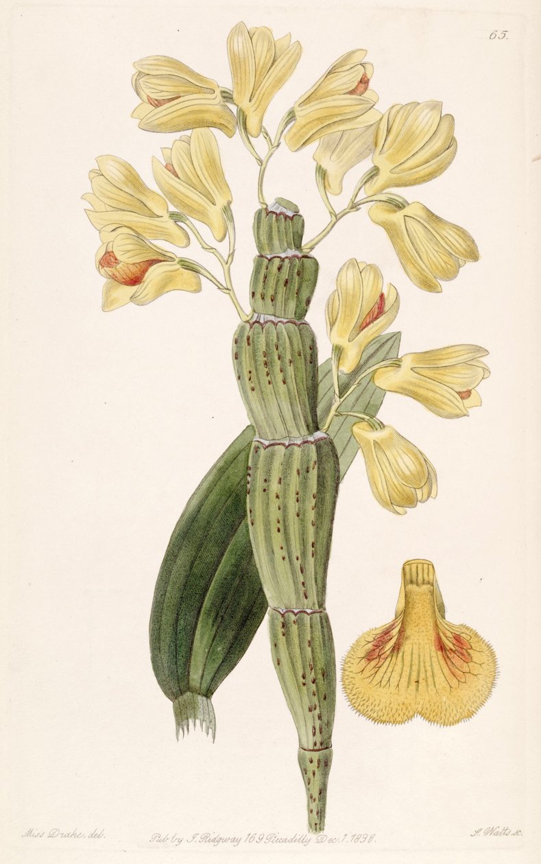 Dendrobium sulcatum autorstwa Miss Drake