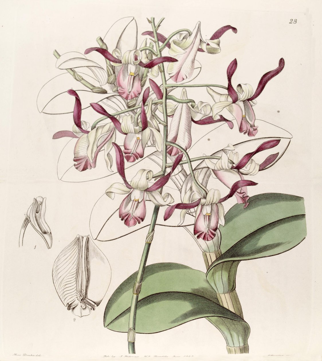 Tauryna Dendrobium autorstwa Miss Drake