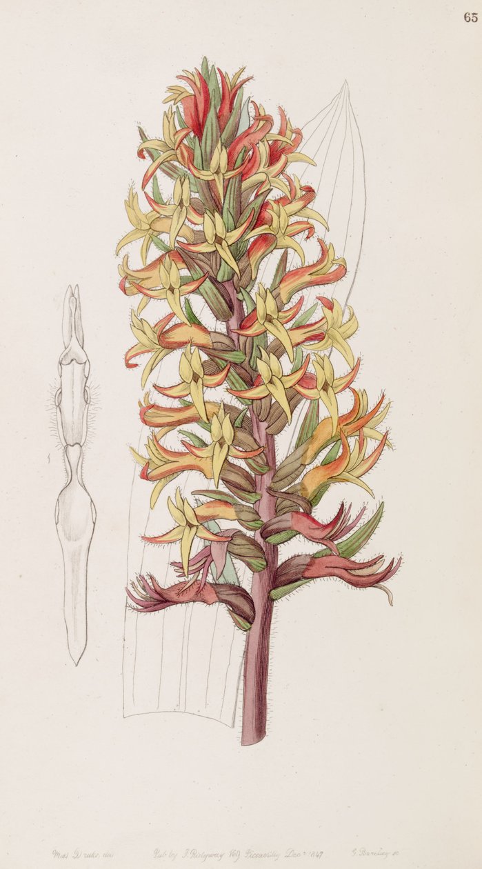Dichromanthus cinnabarinus (jako syn. Stenorrhynchos cinnabarinum, pisane przez Lindleya jako Stenorhynchus cinnabarinus)) autorstwa Miss Drake