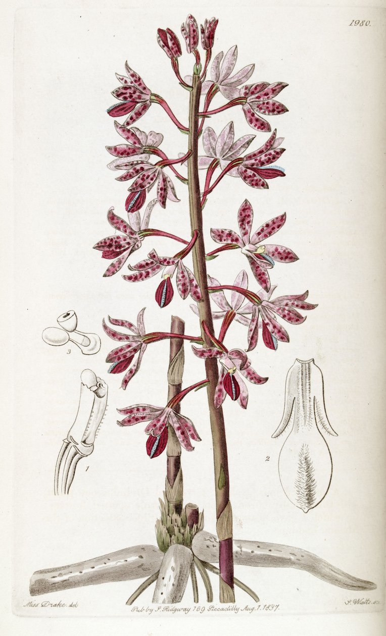 Dipodium autorstwa Miss Drake
