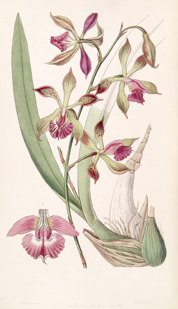 Encyclia plicata (jako syn. Epidendrum plicatum) autorstwa Miss Drake