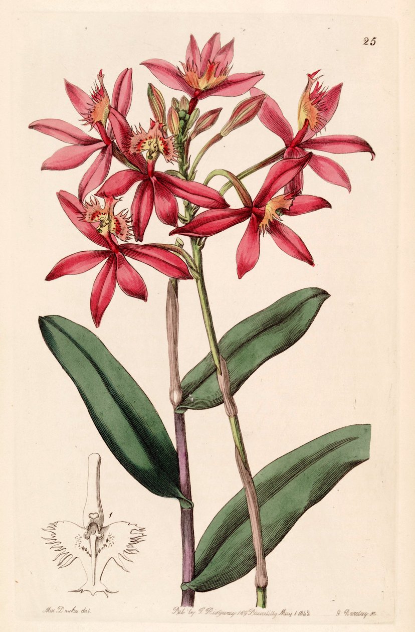Epidendrum cinnabarinum autorstwa Miss Drake