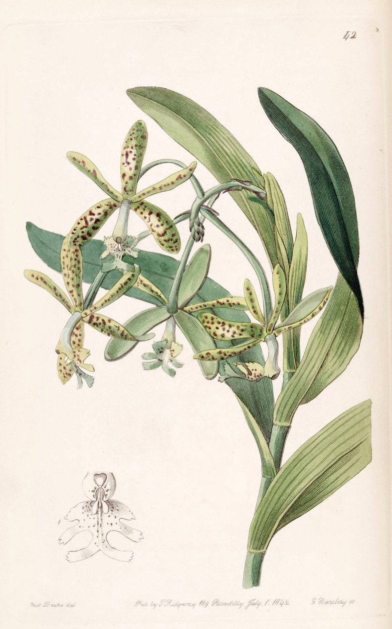 Epidendrum cristatum (jako syn. Epidendrum raniferum) autorstwa Miss Drake