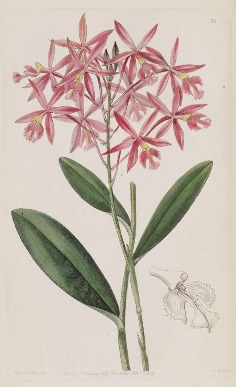Epidendrum macrocarpum (jako syn. Epidendrum schomburgkii) autorstwa Miss Drake