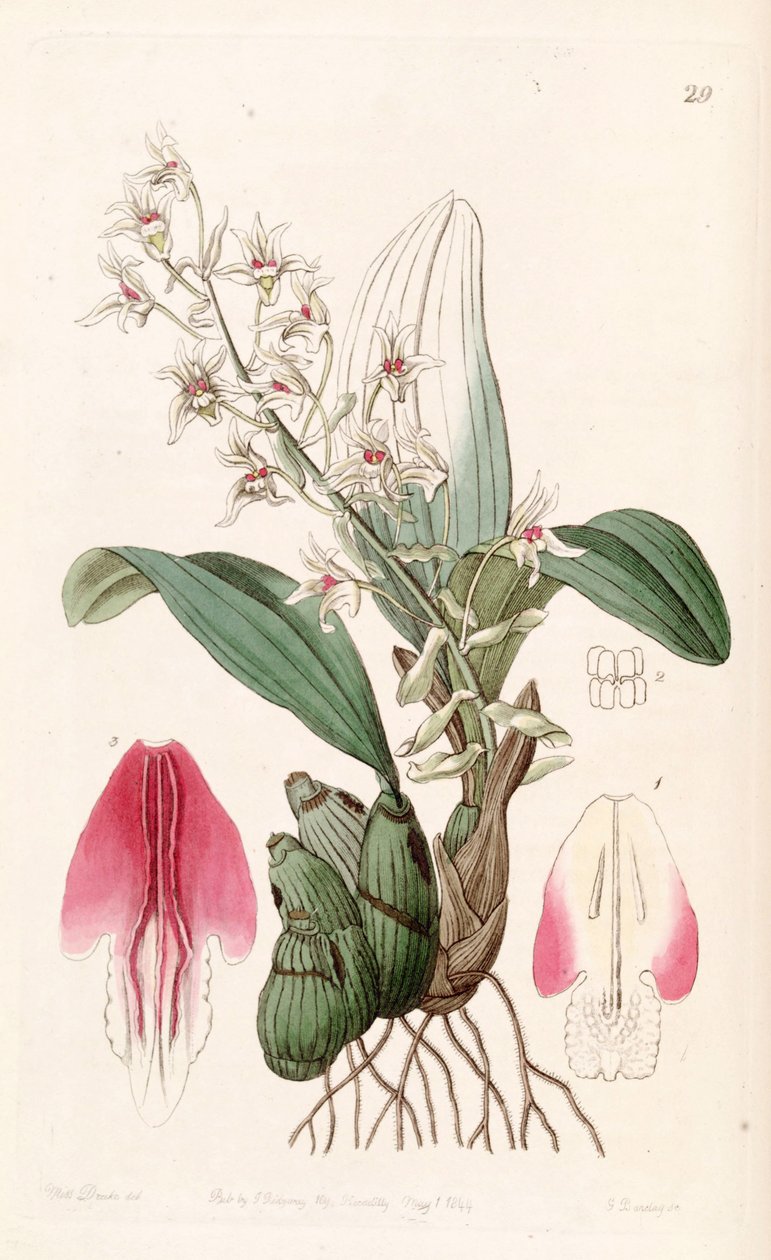 Eria bractescens autorstwa Miss Drake