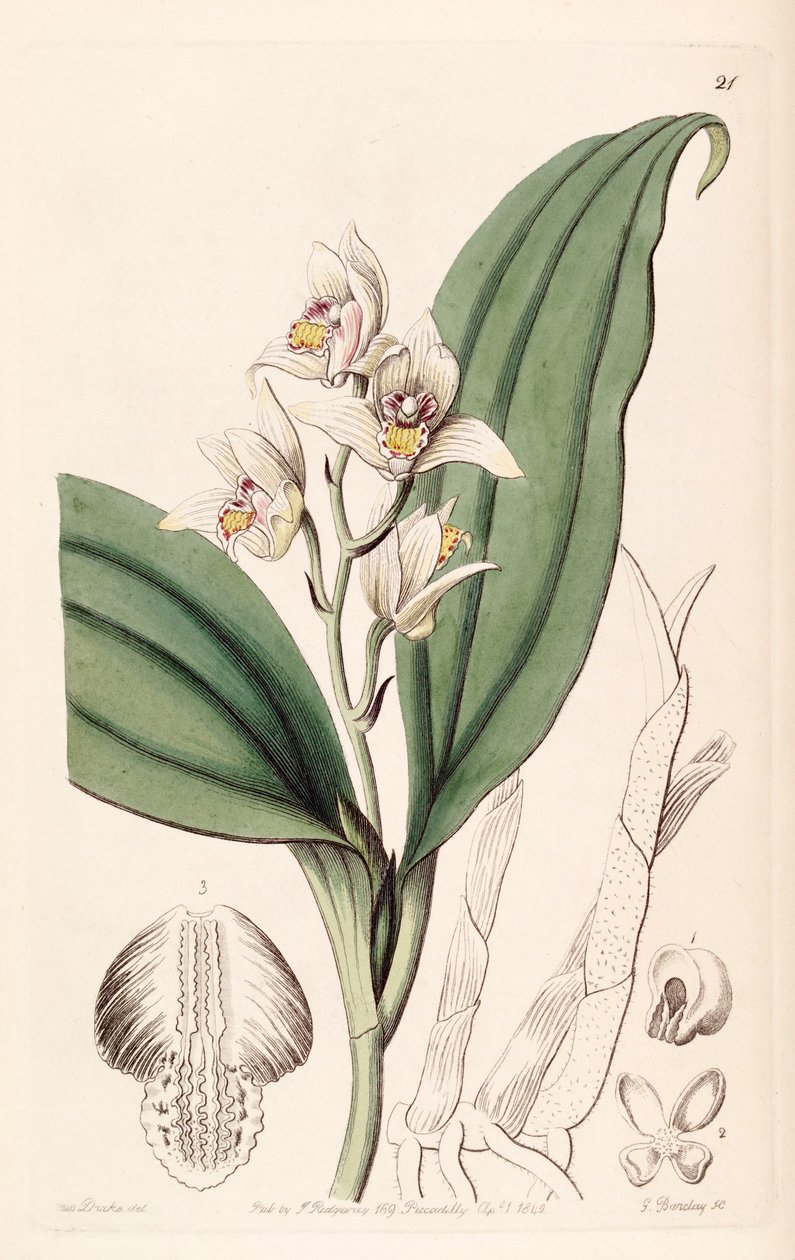 Eria coronaria (jako syn. Trichosma suavis) autorstwa Miss Drake