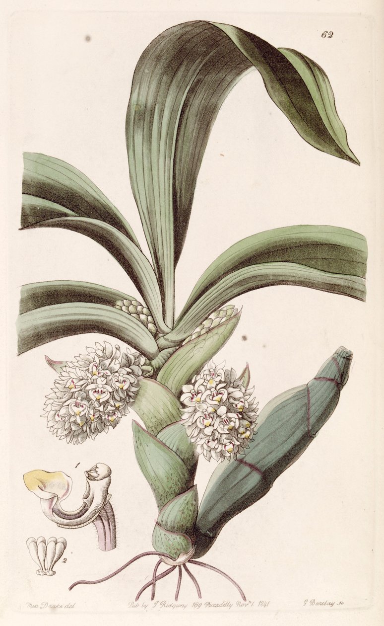 Eria spicata (jako syn. Eria convallarioides) autorstwa Miss Drake