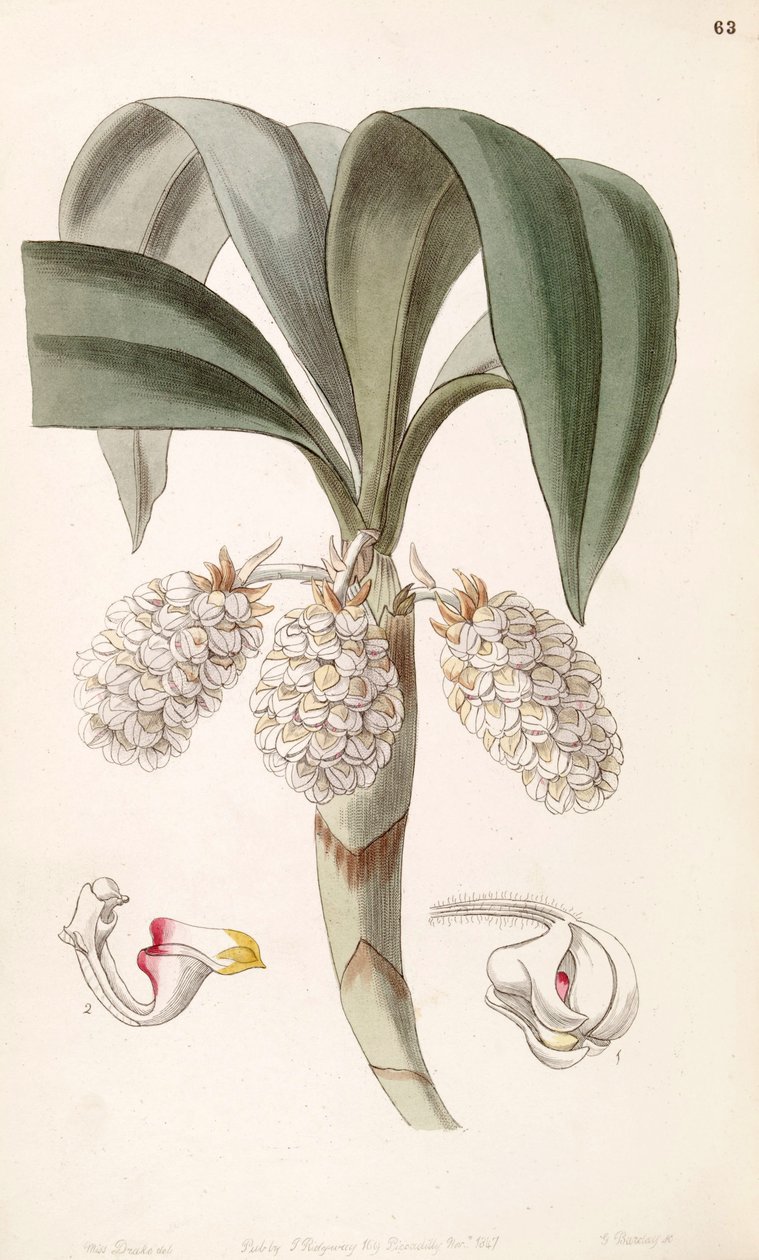 Eria spicata (jako syn. Eria convallarioides) autorstwa Miss Drake