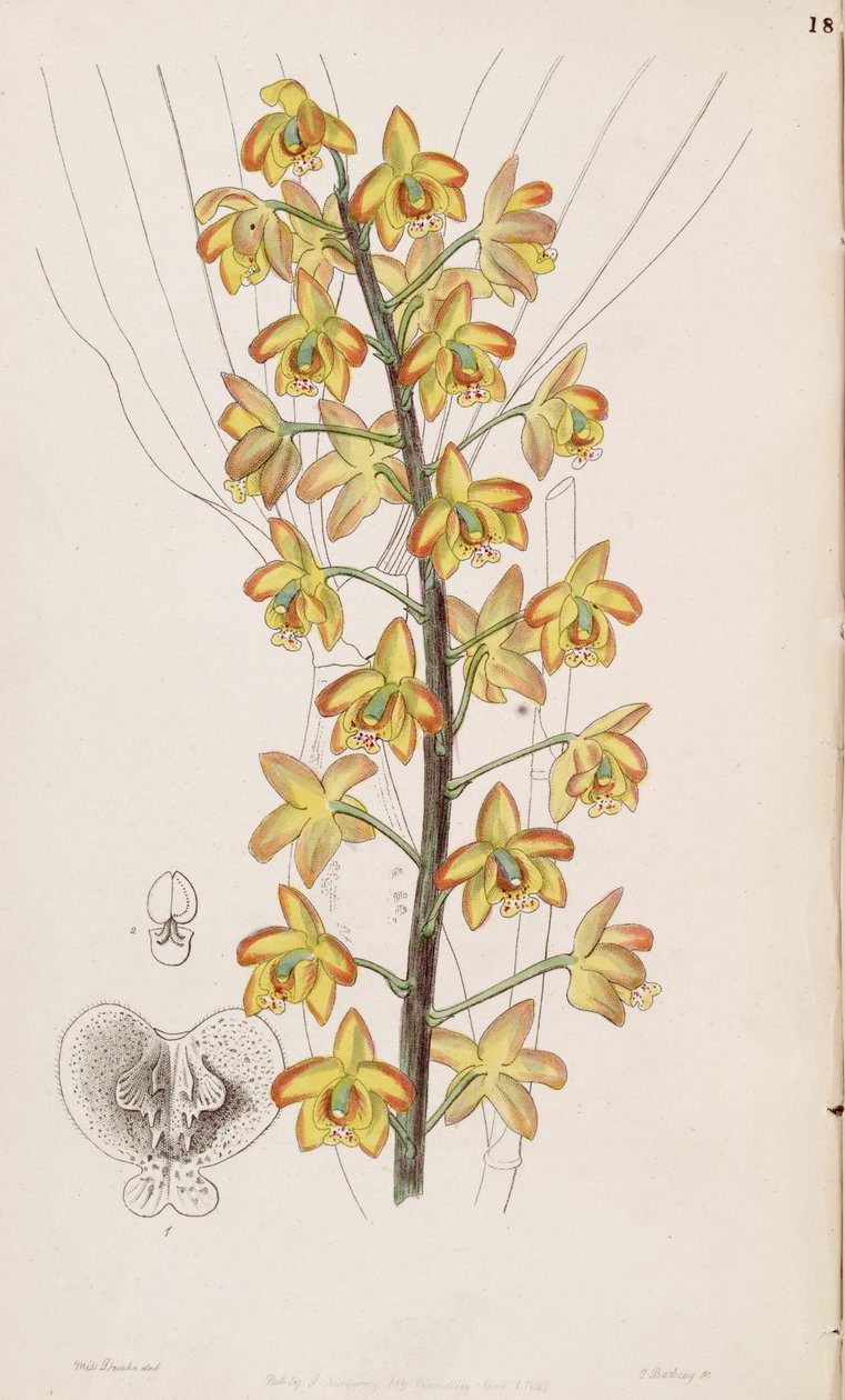 Eriopsis biloba autorstwa Miss Drake