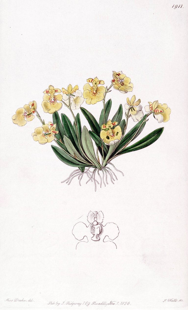 Erycina crest-galli (jako syn. Oncidium iridifolium) autorstwa Miss Drake