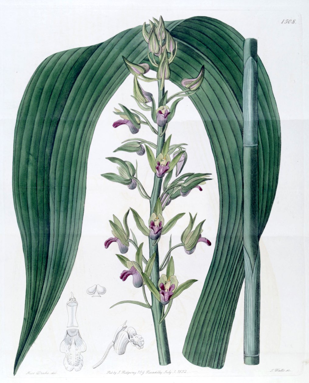 Eulophia alta (jako syn. Cyrtopodium woodfordii) autorstwa Miss Drake