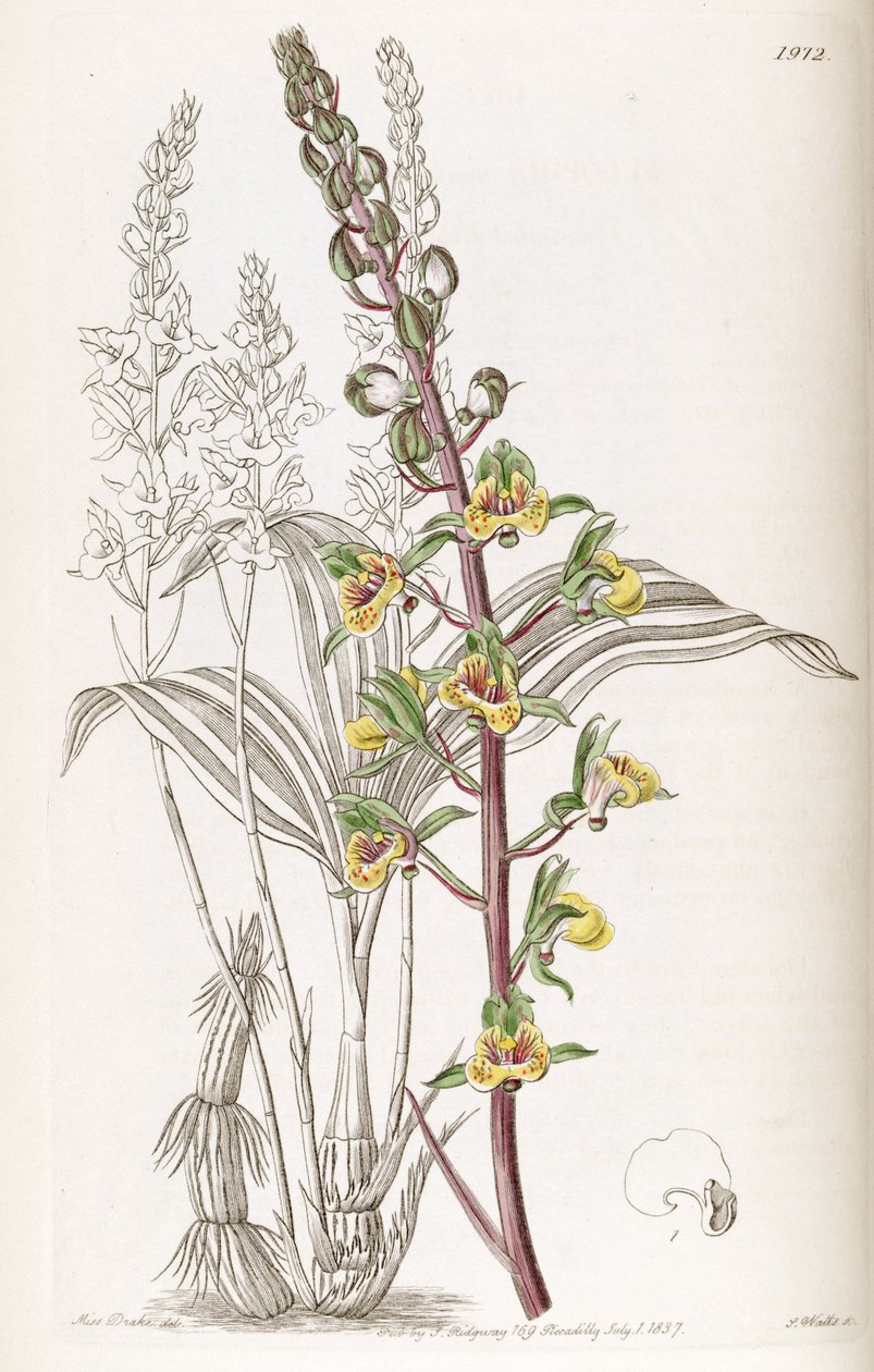 Eulophia sylvatica (jako syn. Eulophia macrostachya) autorstwa Miss Drake
