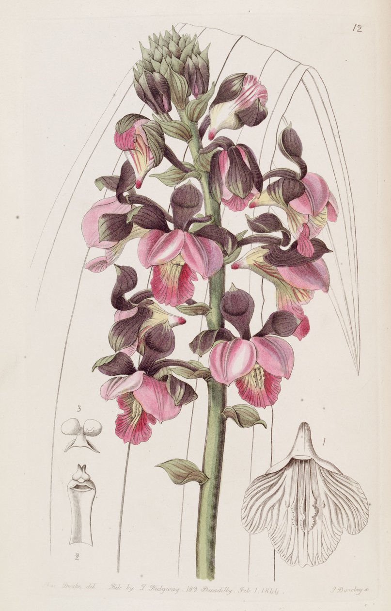 Eulophia rosea (jako syn. Lissochilus roseus) autorstwa Miss Drake