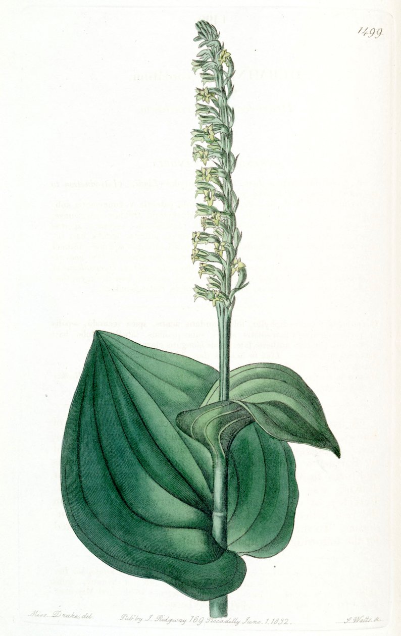 Gennaria diphylla (jako syn. Herminium cordatum) autorstwa Miss Drake