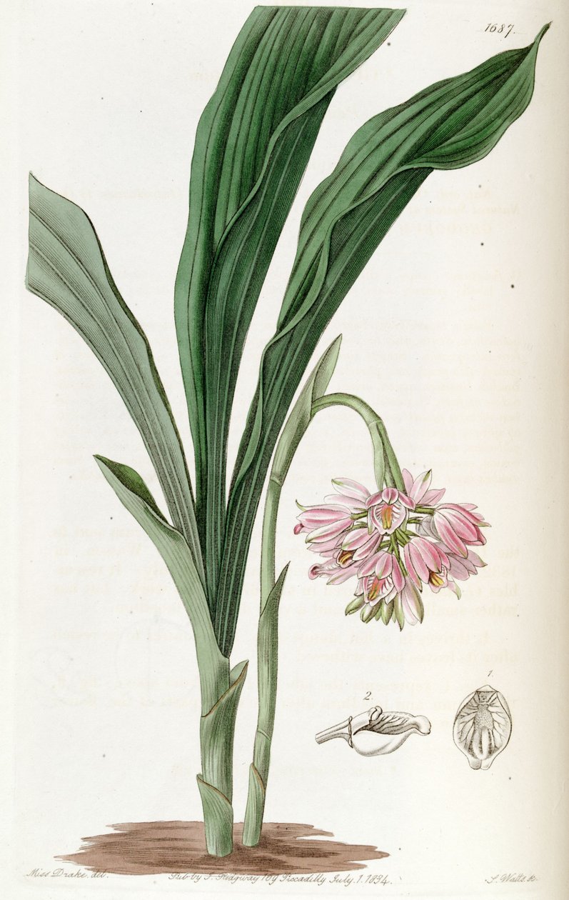 Geodorum densiflorum (jako syn. Geodorum fucatum) autorstwa Miss Drake