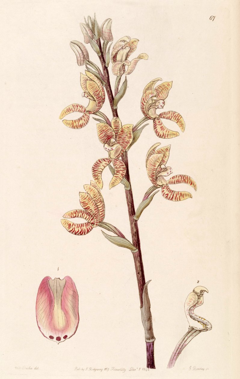 Govenia fasciata autorstwa Miss Drake
