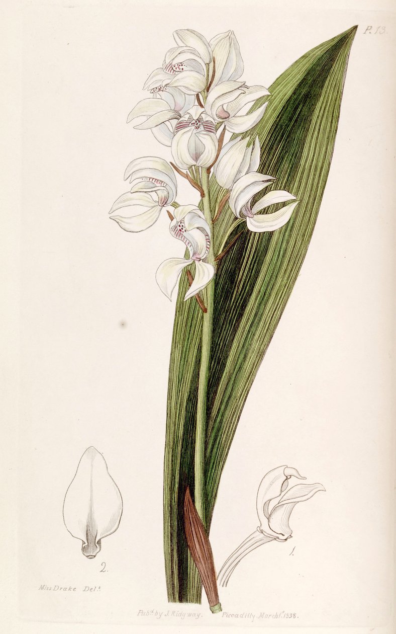 Govenia liliacea autorstwa Miss Drake