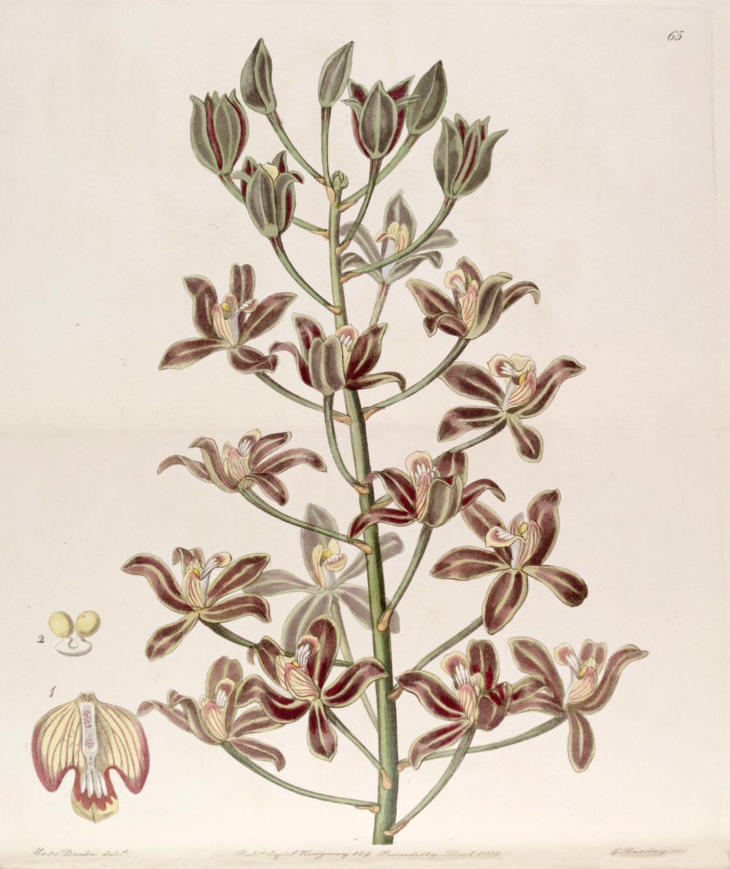 Grammatophyllum multiflorum autorstwa Miss Drake