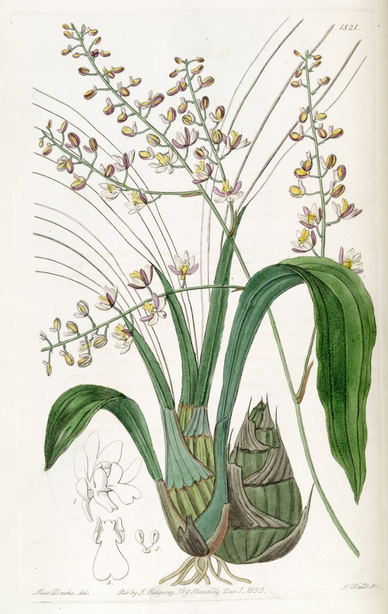 Graphorkis lurida lub Graphorchis lurida (jako syn. Eulophia lurida) autorstwa Miss Drake