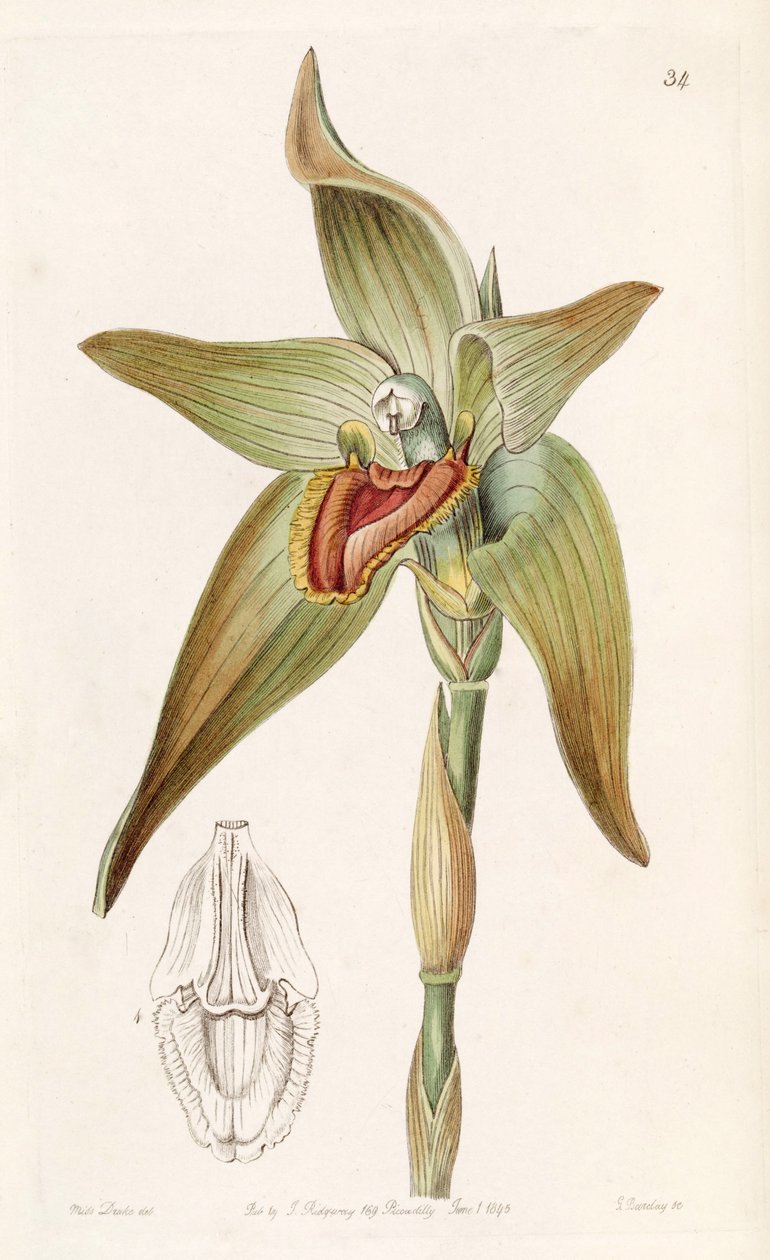 Ida gigantea lub Sudamerlycaste gigantea (jako syn. Lycaste gigantea) autorstwa Miss Drake