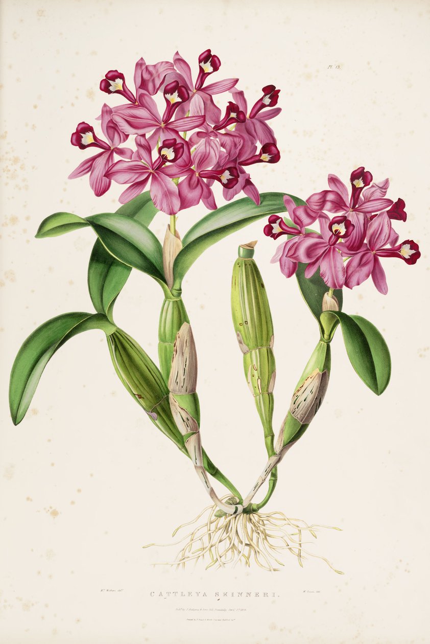 Ilustracja Cattleya skinneri (lub Guarianthe skinneri) autorstwa Miss Drake