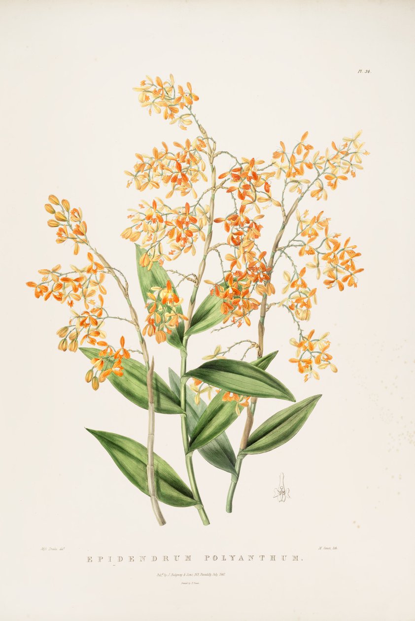 Ilustracja Epidendrum polyanthum autorstwa Miss Drake