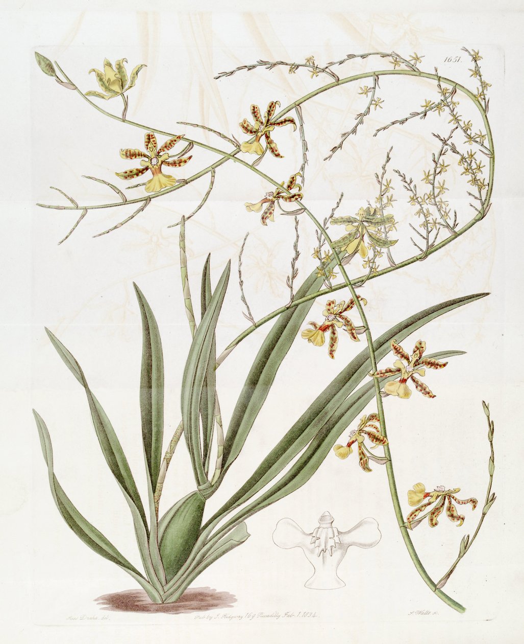 Ilustracja Oncidium sp.    (Ten rysunek NIE jest Oncidium baueri, patrz strona ujednoznacznienia) autorstwa Miss Drake