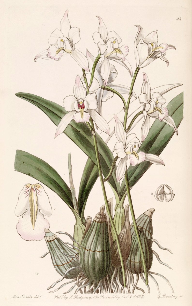 Laelia albida autorstwa Miss Drake