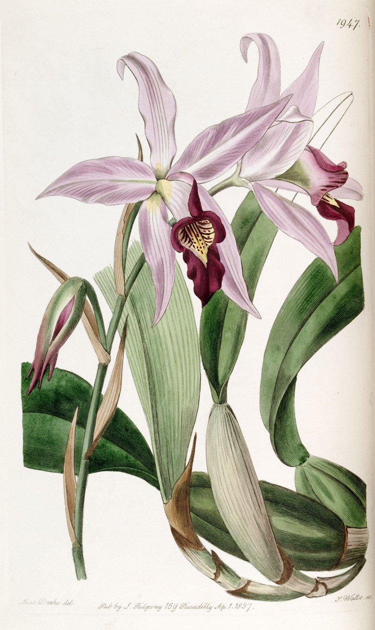 Laelia anceps (jako syn. Laelia anceps var. Barkeriana) autorstwa Miss Drake